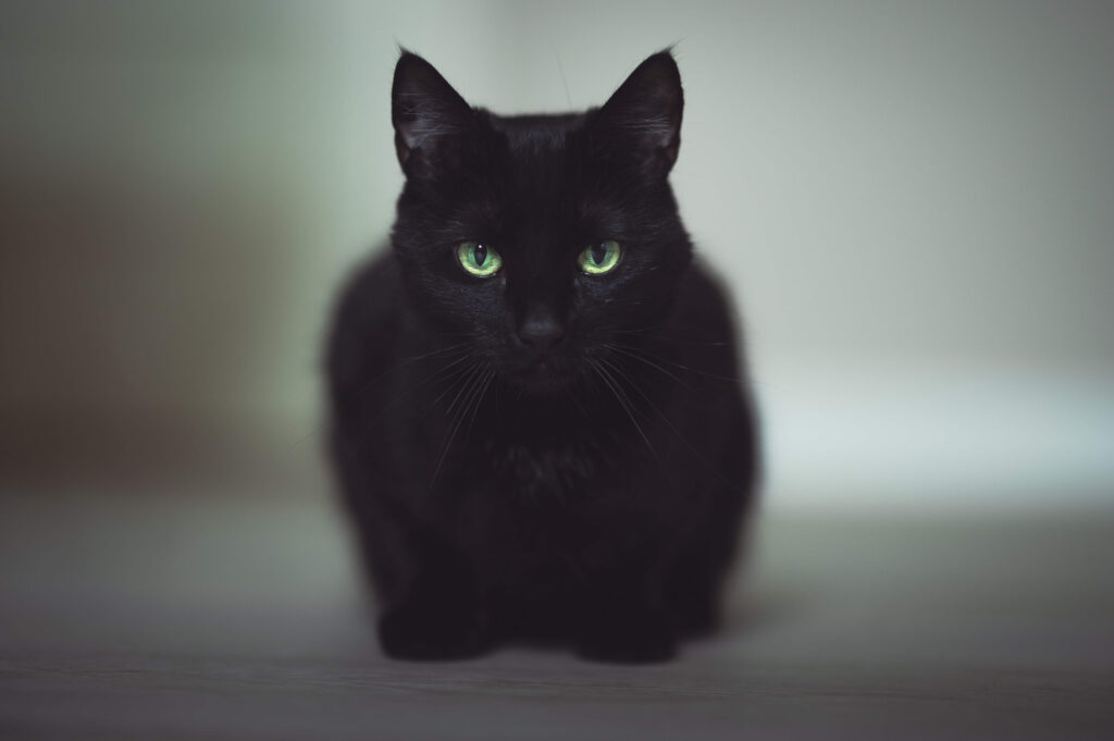 黒猫の彼女
